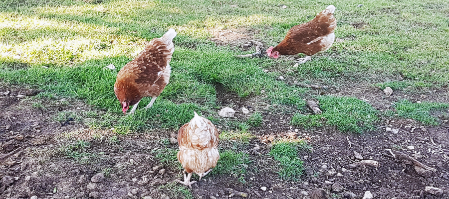 Hühner im Freien